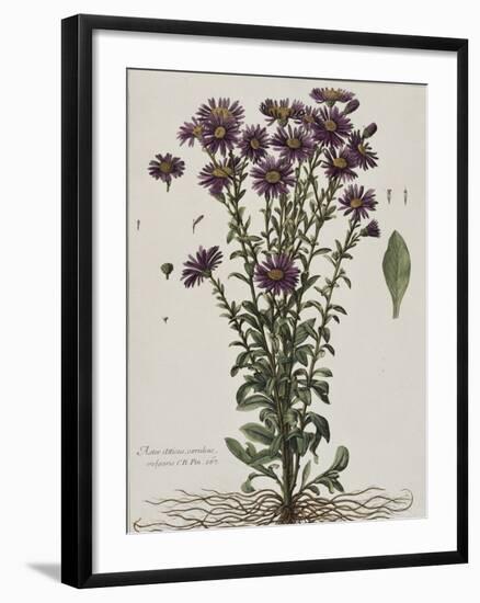 Aster à fleur mauve-Nicolas Robert-Framed Giclee Print