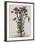 Aster à fleur mauve-Nicolas Robert-Framed Giclee Print