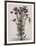 Aster à fleur mauve-Nicolas Robert-Framed Giclee Print