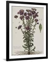 Aster à fleur mauve-Nicolas Robert-Framed Giclee Print