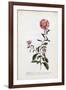 Aster, C.1743-Georg Dionysius Ehret-Framed Giclee Print