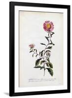 Aster, C.1743-Georg Dionysius Ehret-Framed Giclee Print