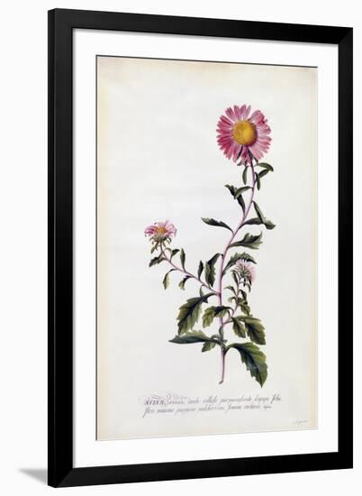 Aster, C.1743-Georg Dionysius Ehret-Framed Giclee Print