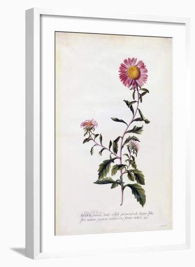 Aster, C.1743-Georg Dionysius Ehret-Framed Giclee Print