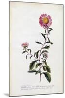 Aster, C.1743-Georg Dionysius Ehret-Mounted Giclee Print