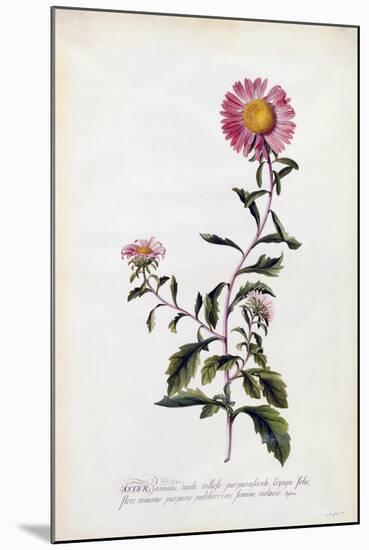 Aster, C.1743-Georg Dionysius Ehret-Mounted Giclee Print