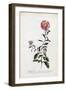 Aster, C.1743-Georg Dionysius Ehret-Framed Premium Giclee Print