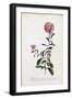 Aster, C.1743-Georg Dionysius Ehret-Framed Premium Giclee Print