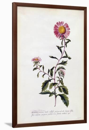 Aster, C.1743-Georg Dionysius Ehret-Framed Giclee Print