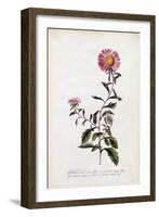 Aster, C.1743-Georg Dionysius Ehret-Framed Giclee Print