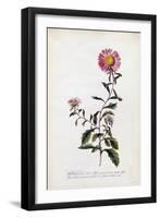 Aster, C.1743-Georg Dionysius Ehret-Framed Giclee Print