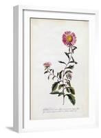 Aster, C.1743-Georg Dionysius Ehret-Framed Giclee Print