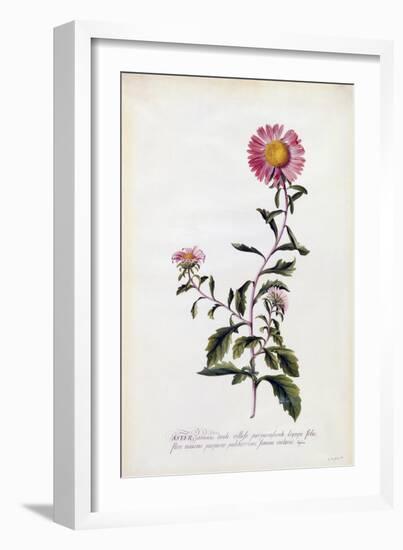 Aster, C.1743-Georg Dionysius Ehret-Framed Giclee Print