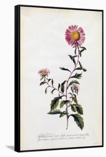 Aster, C.1743-Georg Dionysius Ehret-Framed Stretched Canvas