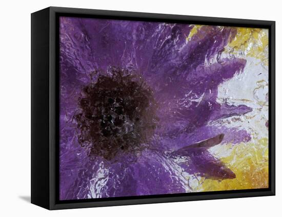 Aster Encased in Ice, Issaquah, Washington, USA,-Darrell Gulin-Framed Stretched Canvas