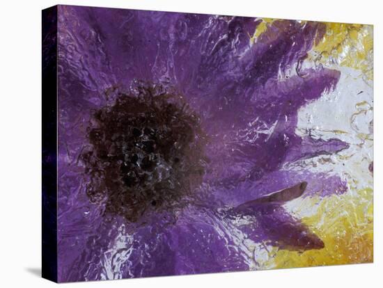 Aster Encased in Ice, Issaquah, Washington, USA,-Darrell Gulin-Stretched Canvas