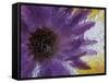 Aster Encased in Ice, Issaquah, Washington, USA,-Darrell Gulin-Framed Stretched Canvas