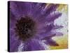 Aster Encased in Ice, Issaquah, Washington, USA,-Darrell Gulin-Stretched Canvas