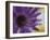 Aster Encased in Ice, Issaquah, Washington, USA,-Darrell Gulin-Framed Photographic Print