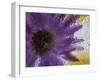 Aster Encased in Ice, Issaquah, Washington, USA,-Darrell Gulin-Framed Photographic Print