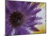Aster Encased in Ice, Issaquah, Washington, USA,-Darrell Gulin-Mounted Photographic Print