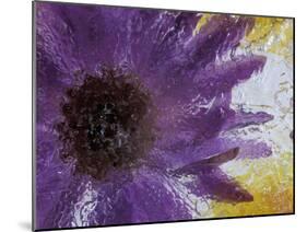 Aster Encased in Ice, Issaquah, Washington, USA,-Darrell Gulin-Mounted Photographic Print