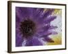 Aster Encased in Ice, Issaquah, Washington, USA,-Darrell Gulin-Framed Photographic Print