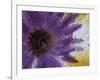Aster Encased in Ice, Issaquah, Washington, USA,-Darrell Gulin-Framed Photographic Print