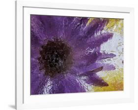 Aster Encased in Ice, Issaquah, Washington, USA,-Darrell Gulin-Framed Photographic Print