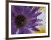 Aster Encased in Ice, Issaquah, Washington, USA,-Darrell Gulin-Framed Photographic Print