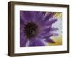 Aster Encased in Ice, Issaquah, Washington, USA,-Darrell Gulin-Framed Photographic Print