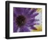 Aster Encased in Ice, Issaquah, Washington, USA,-Darrell Gulin-Framed Photographic Print