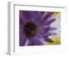 Aster Encased in Ice, Issaquah, Washington, USA,-Darrell Gulin-Framed Photographic Print