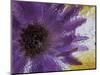 Aster Encased in Ice, Issaquah, Washington, USA,-Darrell Gulin-Mounted Photographic Print