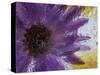 Aster Encased in Ice, Issaquah, Washington, USA,-Darrell Gulin-Stretched Canvas