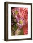 Aster flower close-up-Adam Jones-Framed Photographic Print