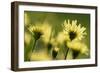 Aster flowers, Vosges, France-Fabrice Cahez-Framed Photographic Print