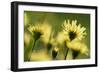 Aster flowers, Vosges, France-Fabrice Cahez-Framed Photographic Print