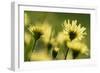 Aster flowers, Vosges, France-Fabrice Cahez-Framed Photographic Print