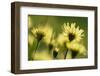 Aster flowers, Vosges, France-Fabrice Cahez-Framed Photographic Print