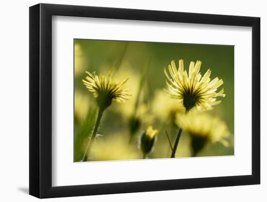 Aster flowers, Vosges, France-Fabrice Cahez-Framed Photographic Print