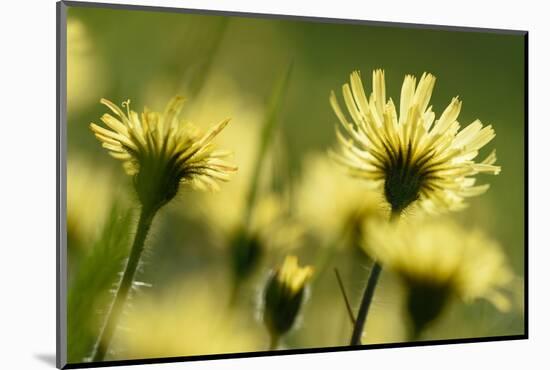 Aster flowers, Vosges, France-Fabrice Cahez-Mounted Photographic Print