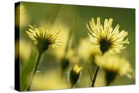 Aster flowers, Vosges, France-Fabrice Cahez-Stretched Canvas