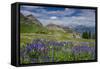 Aster, Lupine, Bistort, Indian Paintbrush, Mt Timpanogos, Utah-Howie Garber-Framed Stretched Canvas