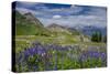 Aster, Lupine, Bistort, Indian Paintbrush, Mt Timpanogos, Utah-Howie Garber-Stretched Canvas