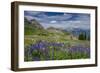 Aster, Lupine, Bistort, Indian Paintbrush, Mt Timpanogos, Utah-Howie Garber-Framed Photographic Print