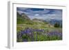 Aster, Lupine, Bistort, Indian Paintbrush, Mt Timpanogos, Utah-Howie Garber-Framed Photographic Print