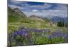 Aster, Lupine, Bistort, Indian Paintbrush, Mt Timpanogos, Utah-Howie Garber-Mounted Photographic Print