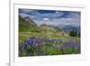 Aster, Lupine, Bistort, Indian Paintbrush, Mt Timpanogos, Utah-Howie Garber-Framed Photographic Print