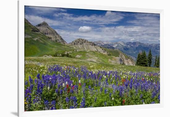 Aster, Lupine, Bistort, Indian Paintbrush, Mt Timpanogos, Utah-Howie Garber-Framed Photographic Print